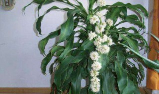 巴西木的寓意（巴西木的寓意和花语）