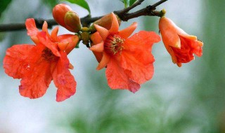 石榴开花的寓意和象征 石榴的谐音吉祥语