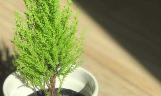 香松盆栽的寓意（香松盆栽的寓意与象征）