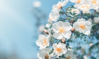 打春文案（春 文案）