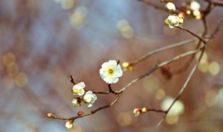 打春祝福词（打春祝福词语）