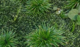 菖蒲的寓意 菖蒲的寓意和象征