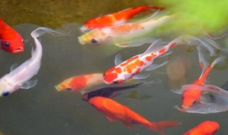 锦鲤的寓意和象征 黄金锦鲤的寓意和象征