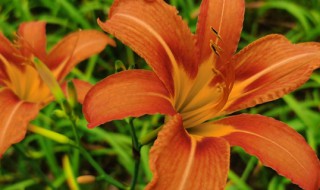 萱草的寓意和象征（萱草花的寓意和象征）