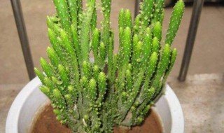 姬珊瑚的寓意（姬珊瑚有什么寓意）