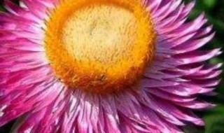 麦秆菊的花语和寓意 麦秆菊的花语和寓意和象征