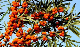 沙棘果怎么摘下来（沙棘果怎么摘下来的）