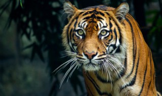 梦见杀老虎是什么意思（梦见杀老虎是什么意思周公解梦）