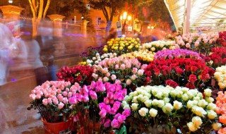 粉色玫瑰11朵代表什么意思 粉色玫瑰11朵花语