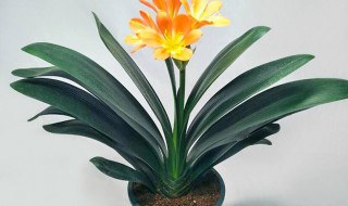 君子兰开花有什么征兆和寓意 君子兰开花有什么征兆和寓意图片