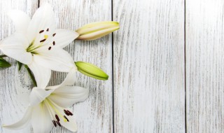 百合的花语与寓意是什么 百合的花语与寓意是什么意思