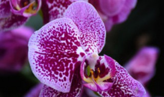 新年买蝴蝶兰寓意是什么（新年买蝴蝶兰寓意是什么意思）