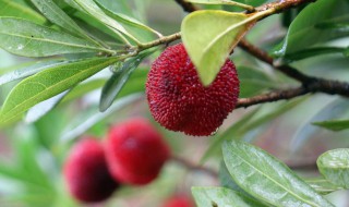 杨梅长在树上还是地上（杨梅长在杨树上吗）