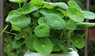 铜钱草的花语是什么（铜钱草的花语和寓意）