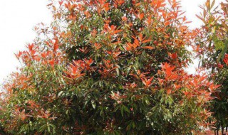 红叶石楠树的寓意是什么 红叶石楠树的寓意是什么呢