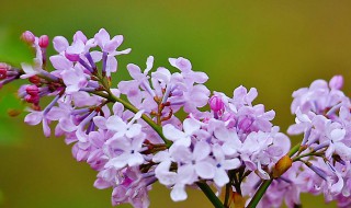紫丁香象征寓意是什么（紫丁香代表什么象征意义）