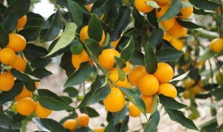 金桔寓意是什么意思（金桔有何寓意）