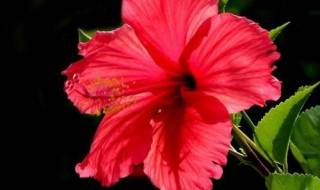 朱瑾花的寓意是什么（朱瑾花卉）