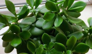 玉树的寓意是什么意思 镇宅挡煞的最厉害的花