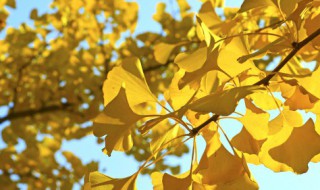 银杏叶的寓意和花语是什么 银杏树镇宅还是招鬼