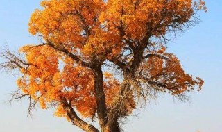 胡杨树的寓意 胡杨树的寓意和象征风水