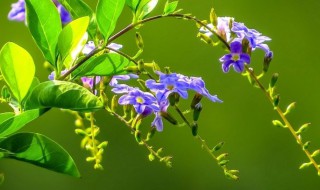 假连翘花的寓意和象征（假连翘的花语和寓意）