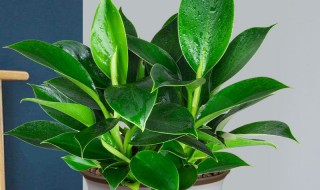 绿公主植物寓意 绿公主绿植