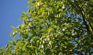 香樟树的寓意和象征 香樟树的寓意和象征风水