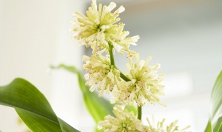 螺纹铁开花的寓意（螺纹铁开花迷信说法）