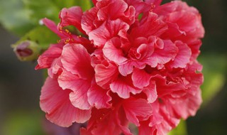 重瓣朱槿花的寓意 朱槿花和扶桑花的区别