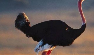 鸵鸟的寓意和象征 鸵鸟象征什么寓意