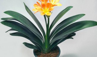 君子兰夹箭开花有什么寓意（君子兰夹箭开花有什么寓意吗）