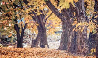 梧桐树的寓意是什么（梧桐树有什么好的寓意）