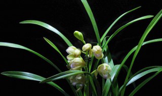 兰花送人寓意是什么（送兰花代表什么）