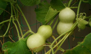 马泡的学名叫什么（马泡是什么东西图片）