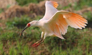 白鹤可以飞吗 白鹤能飞吗