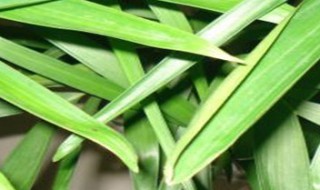 夏威夷竹子的寓意 夏威夷竹子的寓意是什么