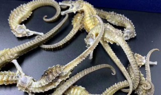 海马分公母吗（海马繁殖方式）