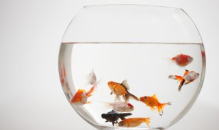 鱼的侧线作用是什么 鱼的侧线主要作用