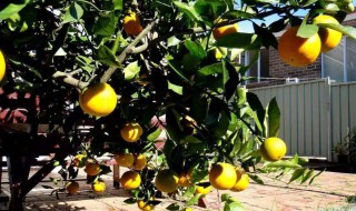 桔子树的寓意及象征 桔子树是凶树还是吉树