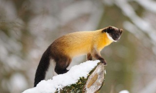 黄猴貂爱吃什么 黄猴貂爱吃什么蚂蚁庄园答案