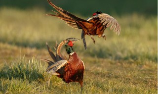 野鸡属于几级保护动物（二级保护动物判几年）