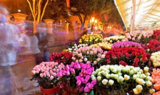 虞美人花语和象征意义（虞美人花语和象征意义一样吗）