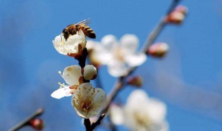 躲春避三光 躲三春是什么意思