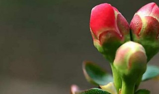 咋样躲春（怎么躲春,是什么意思）