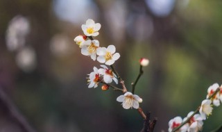 躲春三光（躲春躲灯光吗）