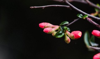 躲春的方式（躲春办法）