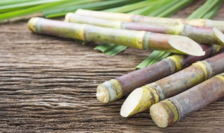 甘蔗象征寓意（甘蔗的寓意和象征）