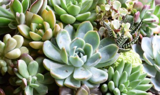 多肉开花的寓意 多肉开花寓意什么意思