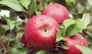 苹果代表什么寓意 苹果代表什么寓意?